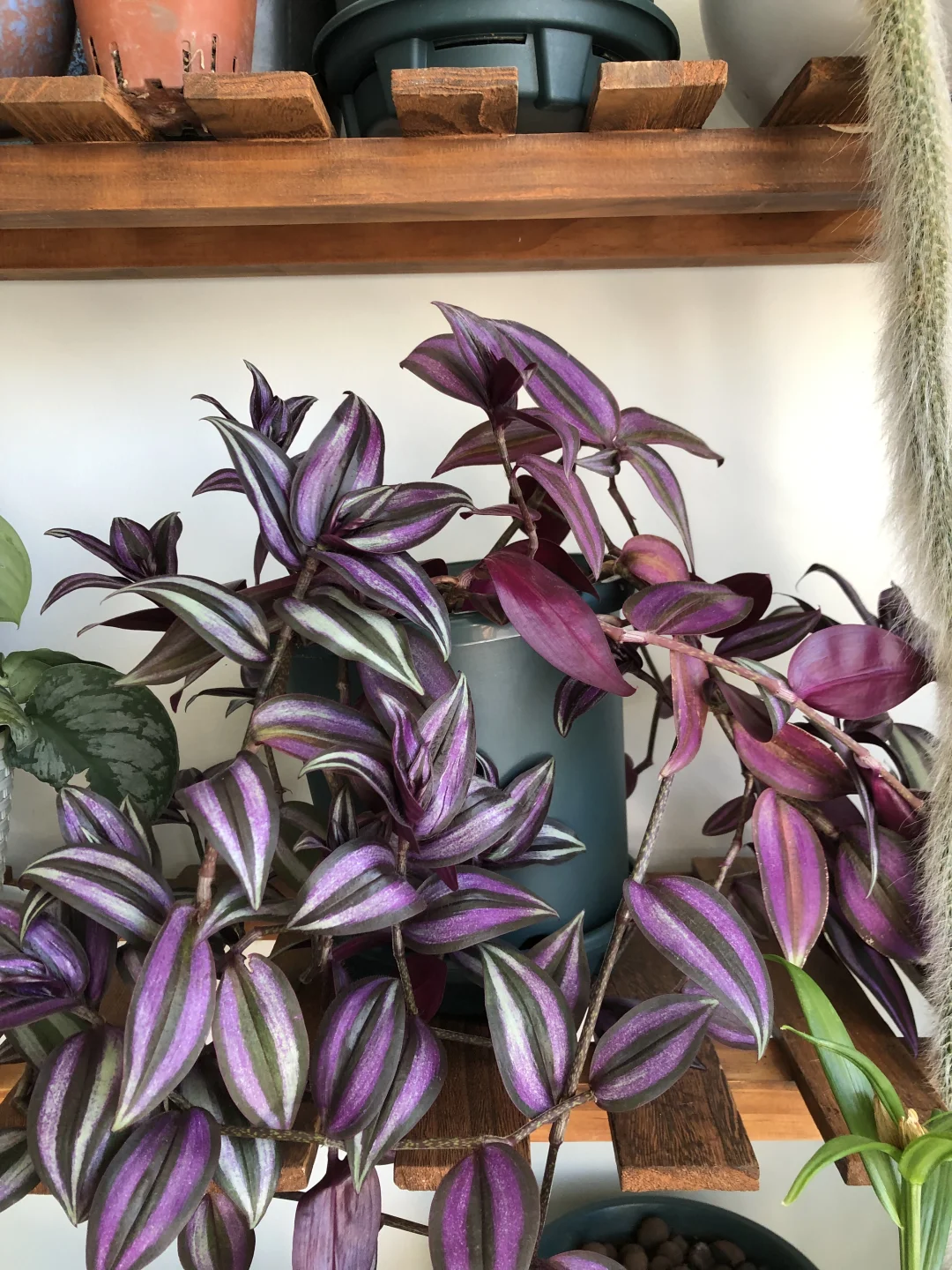 红脉叶蝉竹芋 冬季开花植物