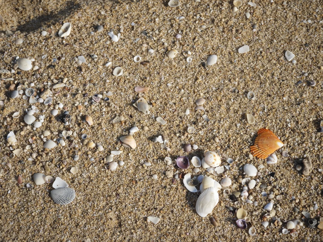 这片沙滩种类太少了😭几乎都是贝类