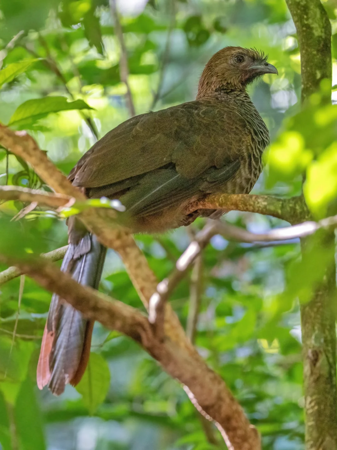 鸡中的爬树高手：点斑小冠雉