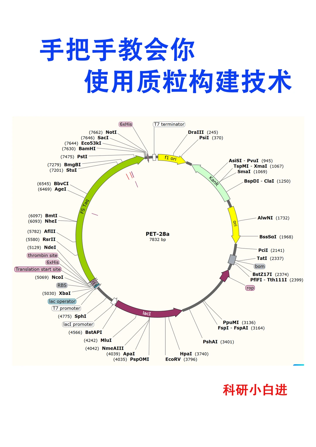 🔥手把手教你 使用质粒构建技术｜回顾版