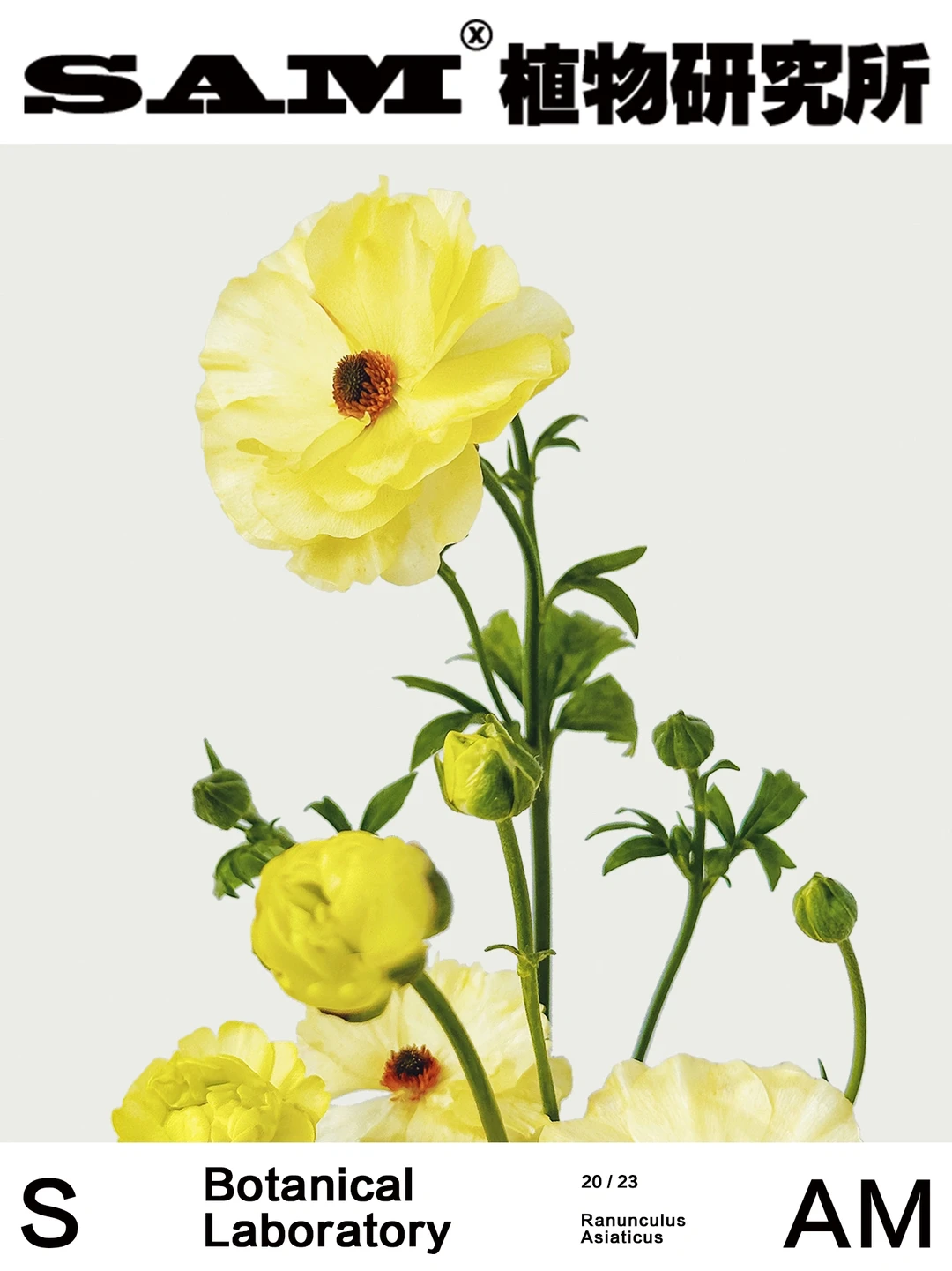 小黄鸭蝴蝶洋牡丹｜Ranunculus Phytalos