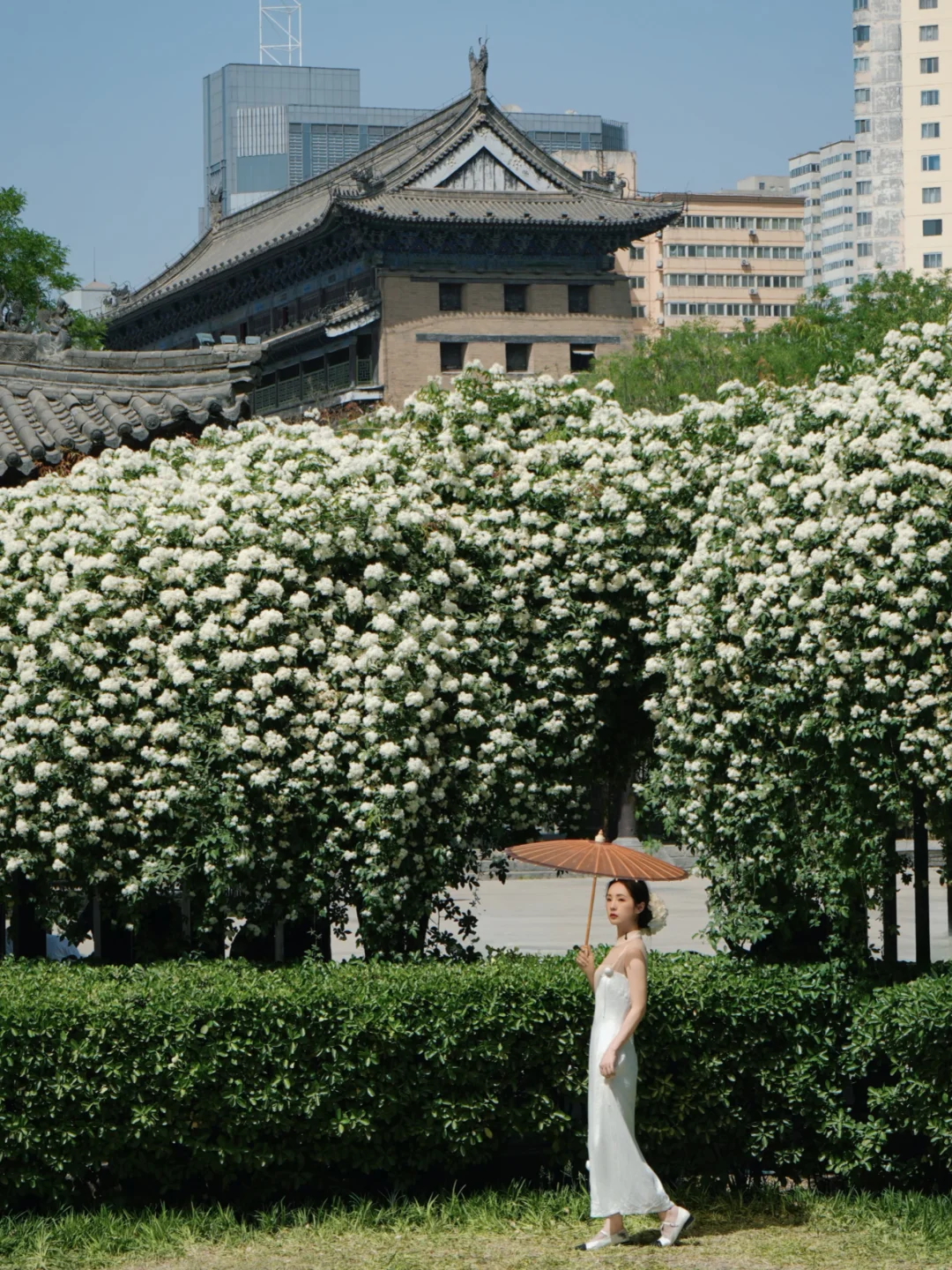 最美人间四月天🌷❶❽图盘点西安4月春花