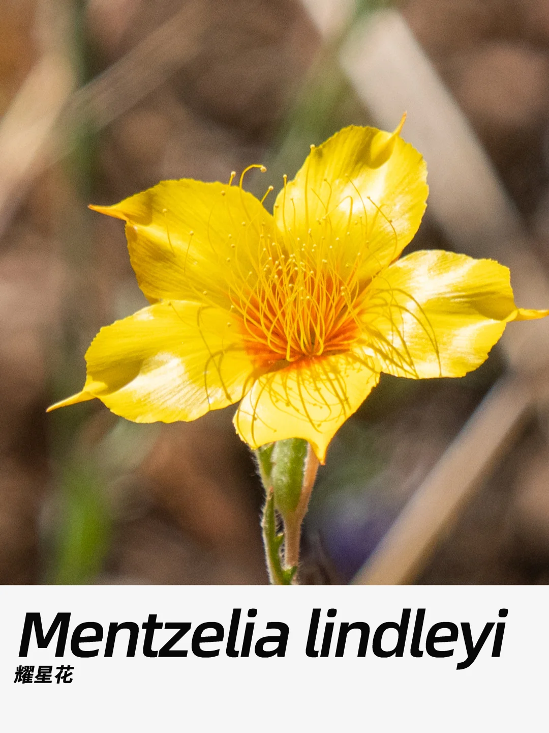 带你每天认识一种花材464｜耀星花