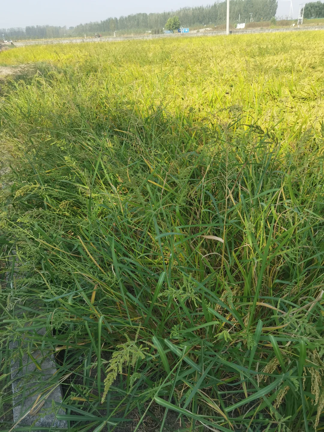 没有一滴除草剂的超高端野草米
