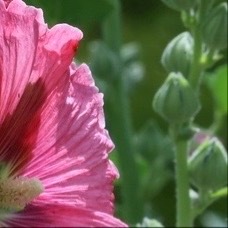 #种植# [给你小心心]#‍微公益# 
蜀葵（一丈红）种植

多年生宿根草本，花杆高挑，层层叠叠大花，色彩丰富，适合院墙、花境，皮实好养。

土壤

普通园土就能存活，优先疏松透气、肥沃排水的土壤，忌长期积水，容易烂根。

光照

喜全日照，光照越足开花越多；半阴处可活，但花量变少、植株容易徒长细 ​