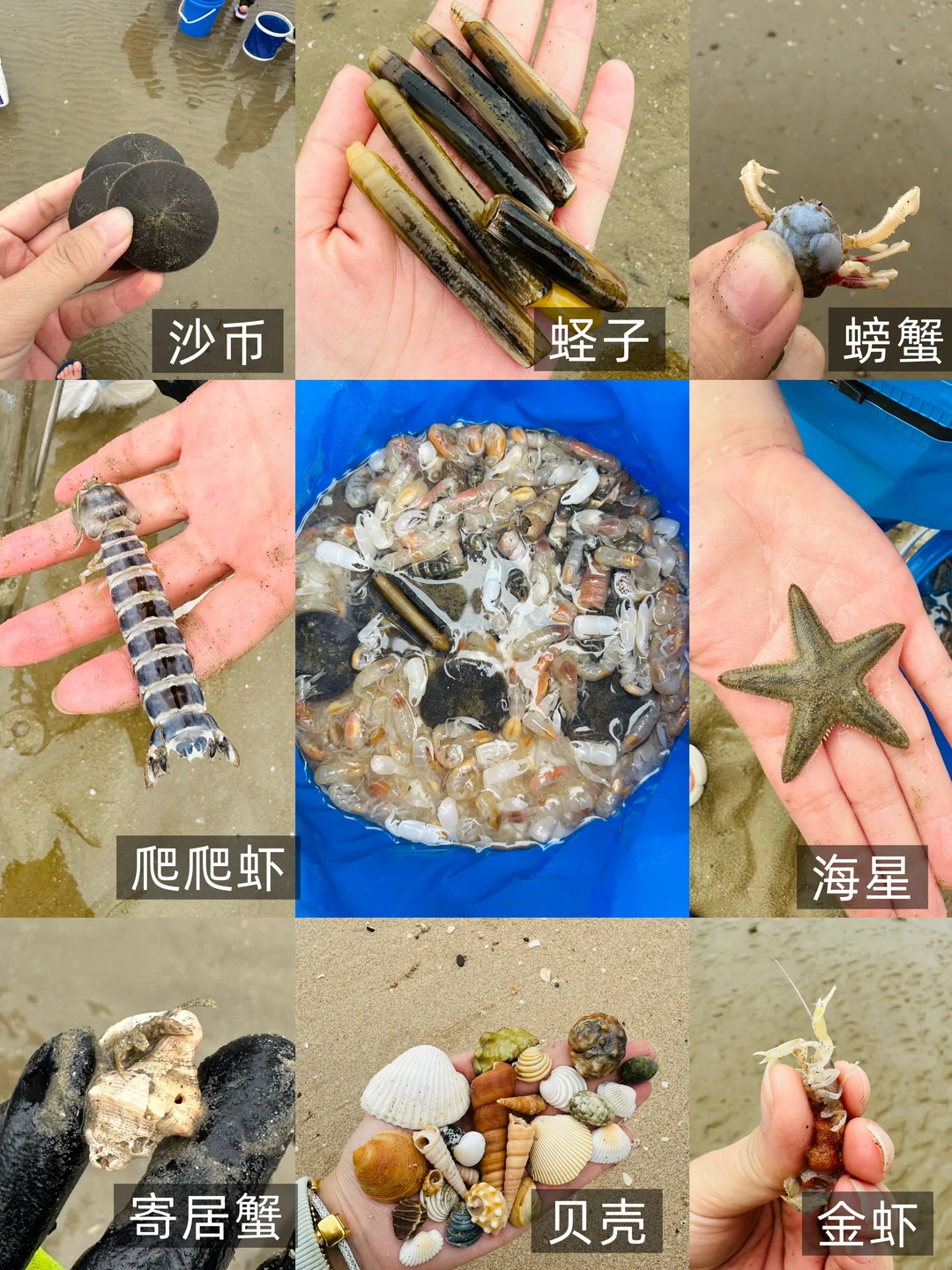 防城港带娃赶海🦐捡贝壳🐚大收获❗️附地址❗️