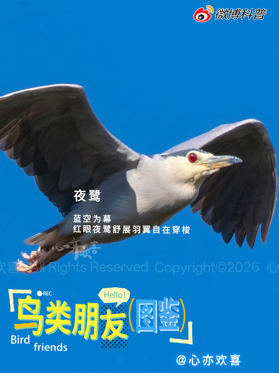 聚焦精彩第四十六期✨漫行各地，与各色飞鸟惊喜相逢。林间湖畔，藏着世界独...