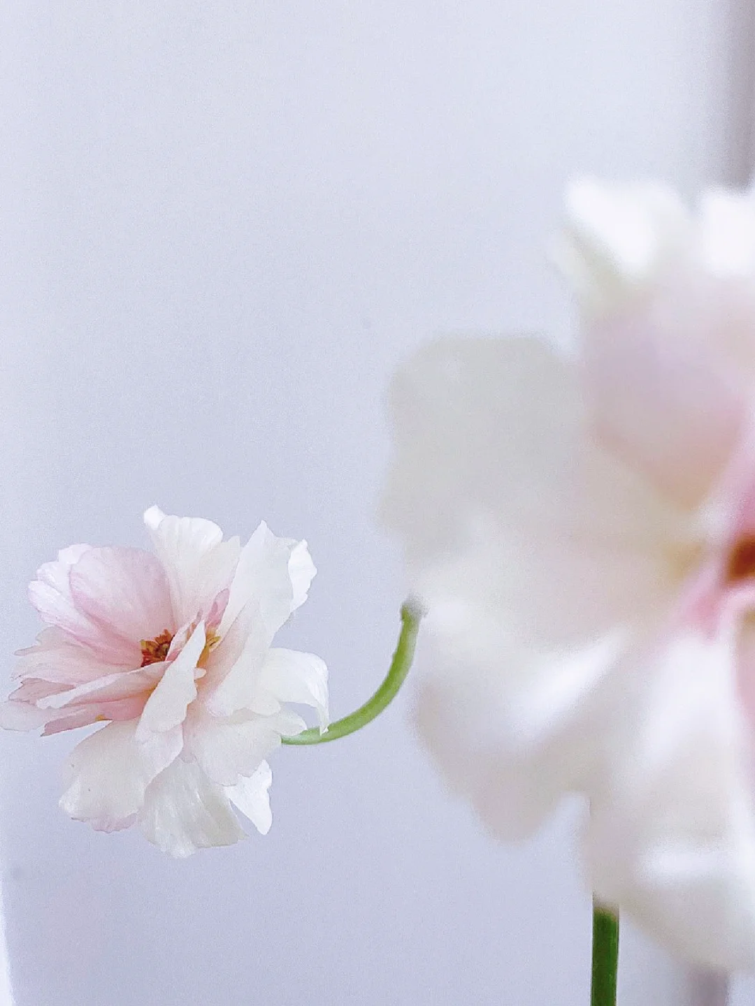 花材分享｜“你像我的灵魂 一只梦的蝴蝶”🦋