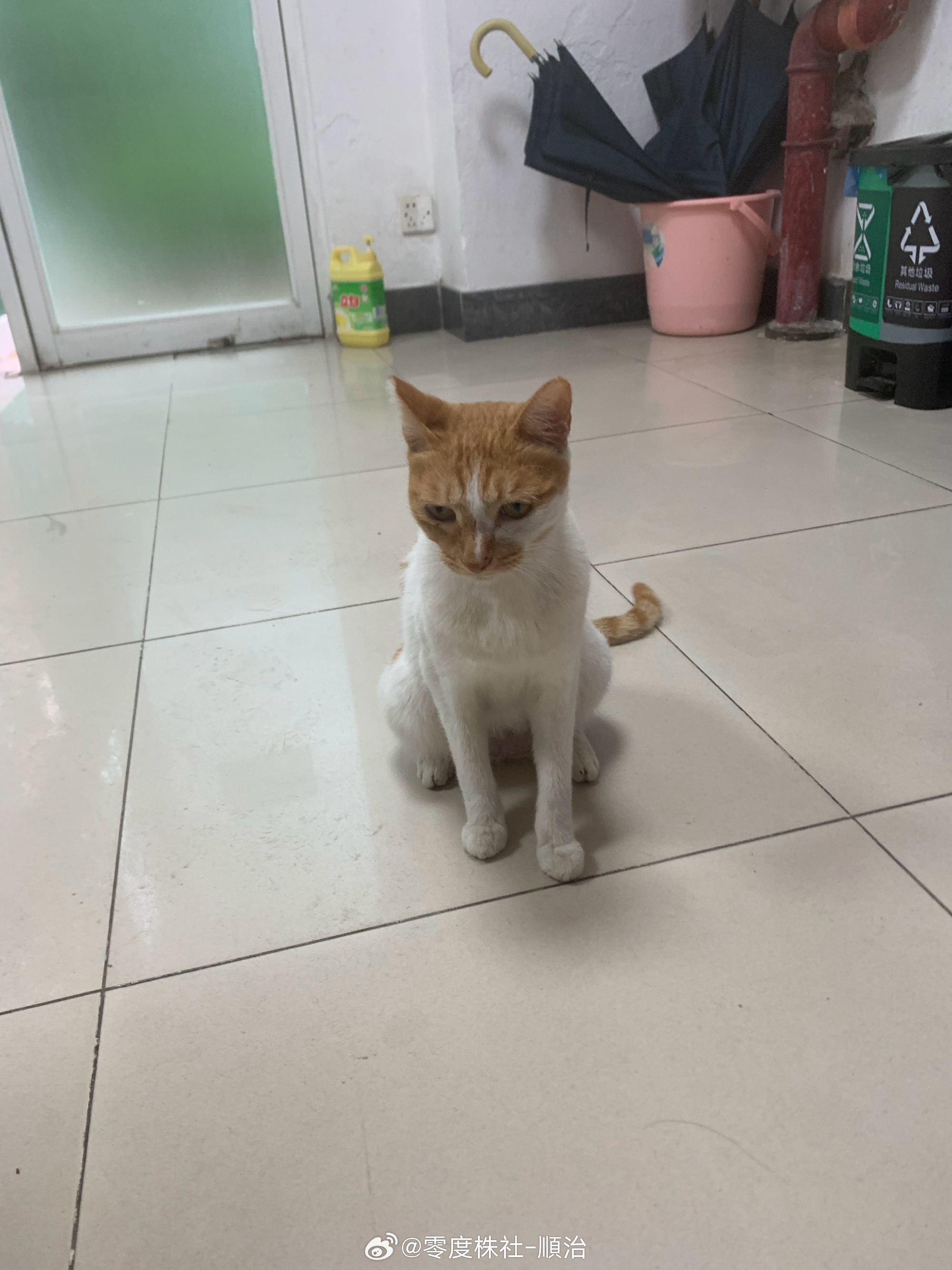小区流浪猫，性别母，超级社牛，自来熟，性格超好=好到脸皮厚，对人无戒备...