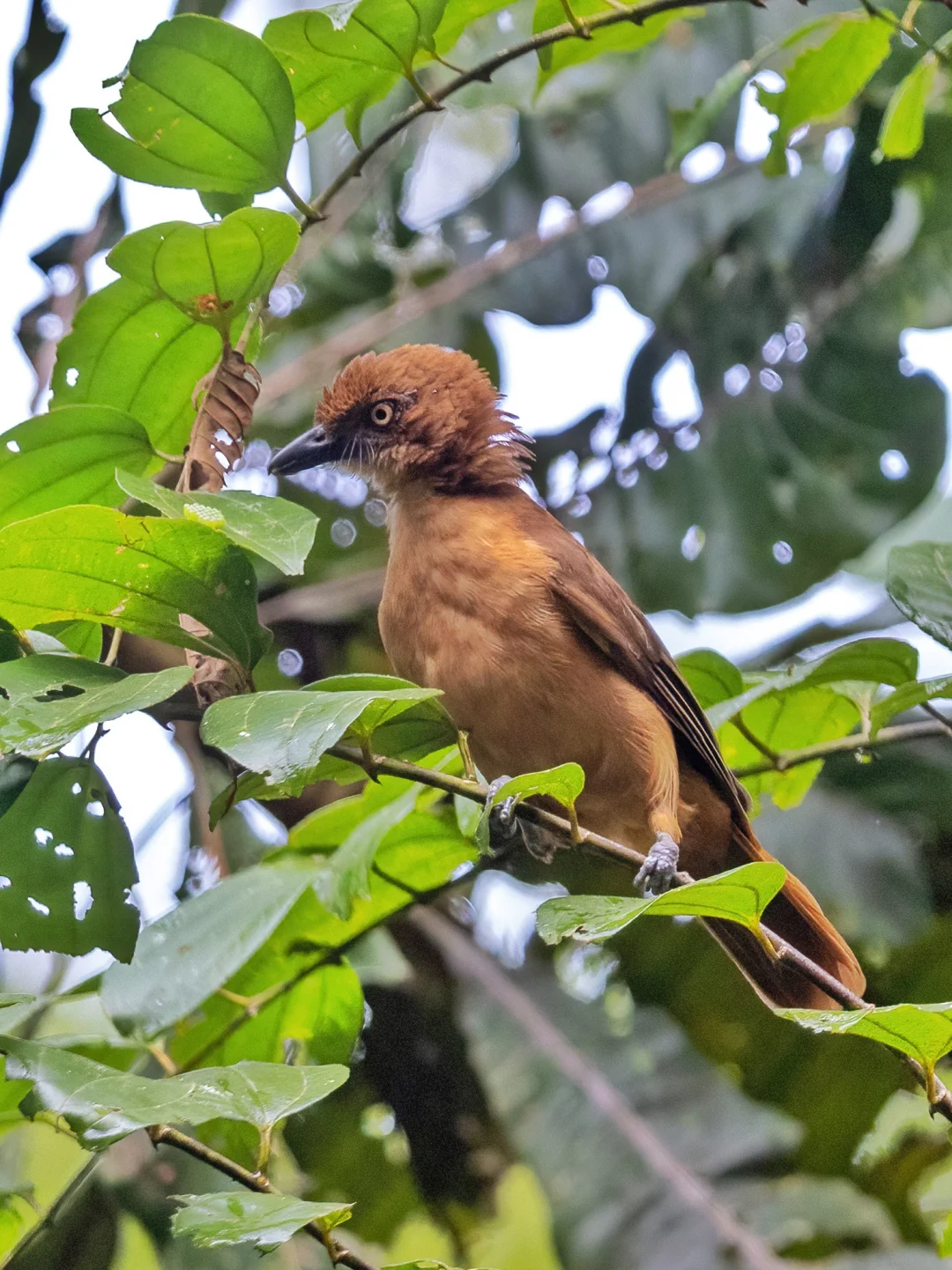 我猜你没见过的锈色林鵙(jú)鹟(wēng)