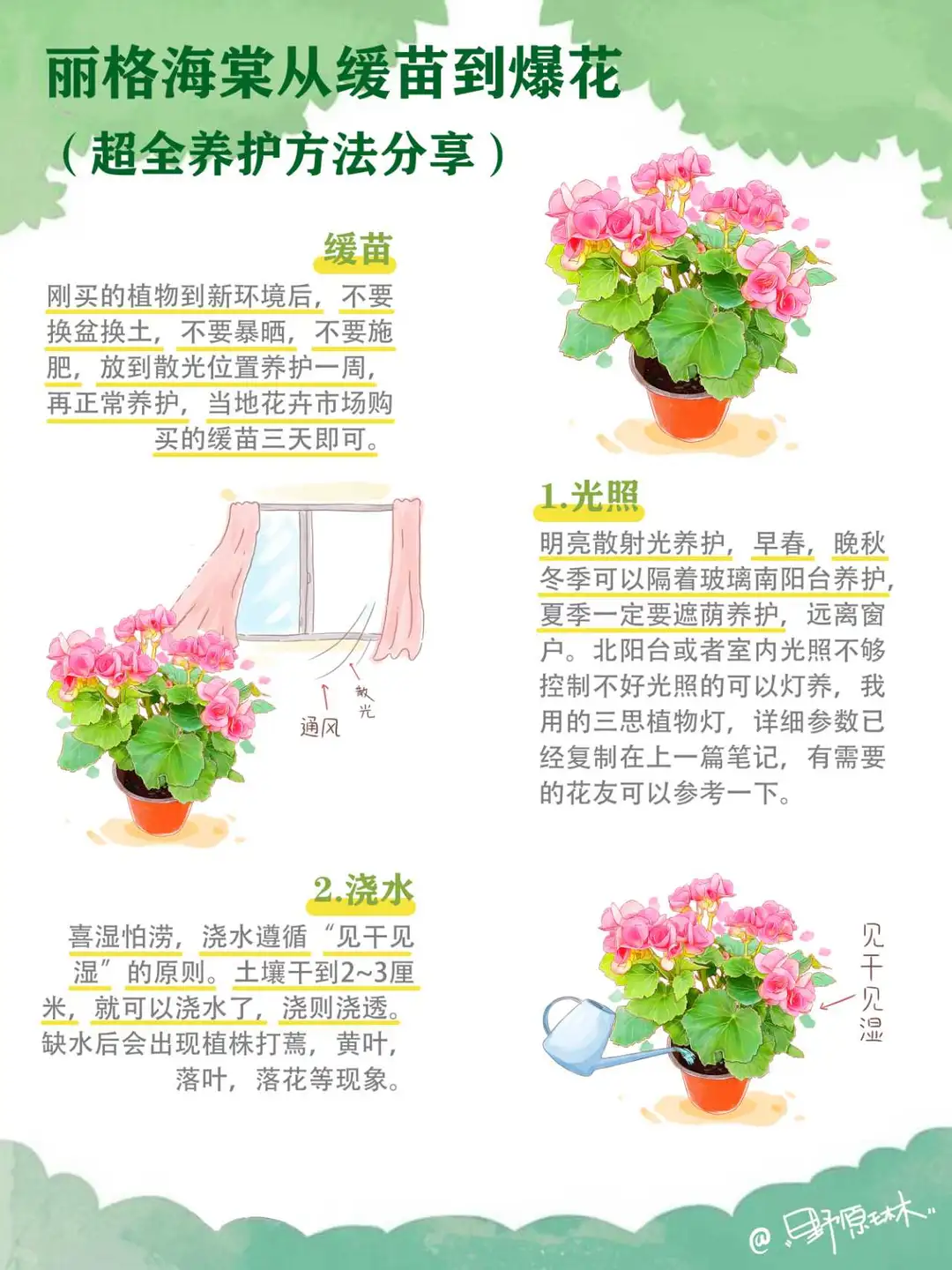 丽格海棠从小苗到开花，纯干货养护方法分享