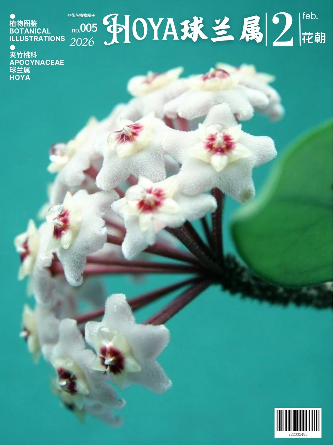 球兰属植物简述