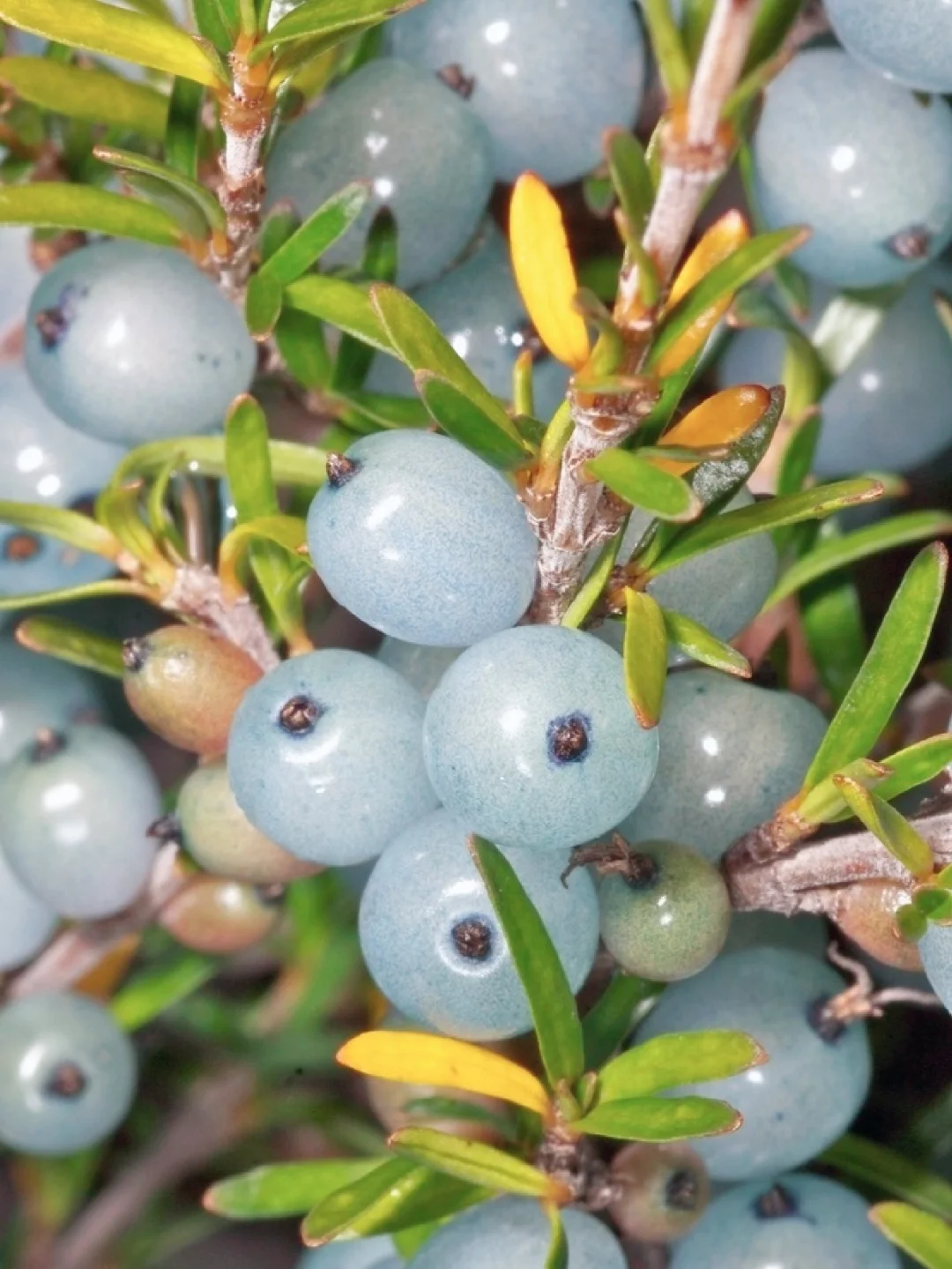 稀有浆果～皱叶蛋白石莓Coprosma rugosa