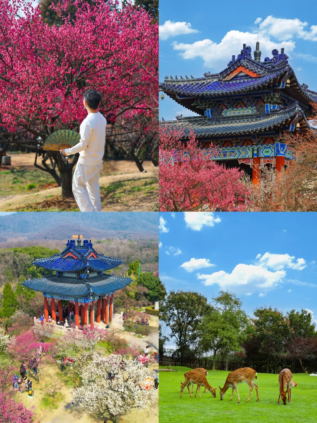 南京明孝陵的梅花开好了❗附不花钱攻略