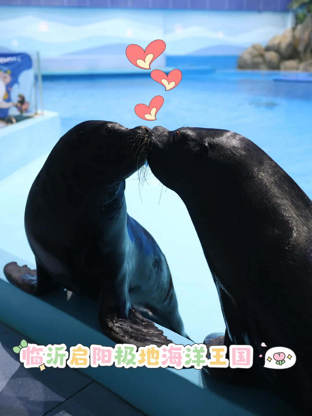 临沂闺蜜新年大片地🐋海洋王国美到失语