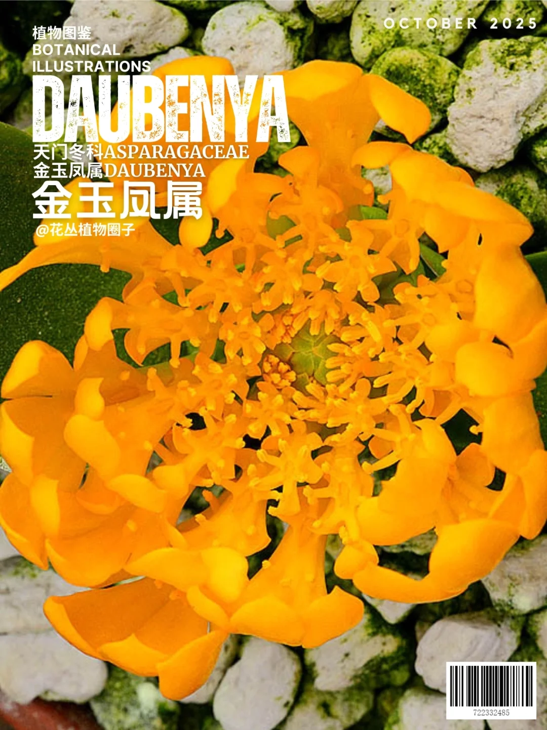 金玉凤属Daubenya