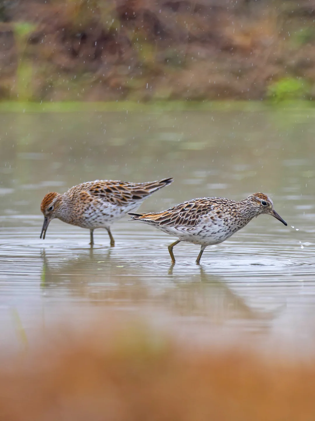 下雨天仍然辛苦干饭的一对尖尾滨鹬