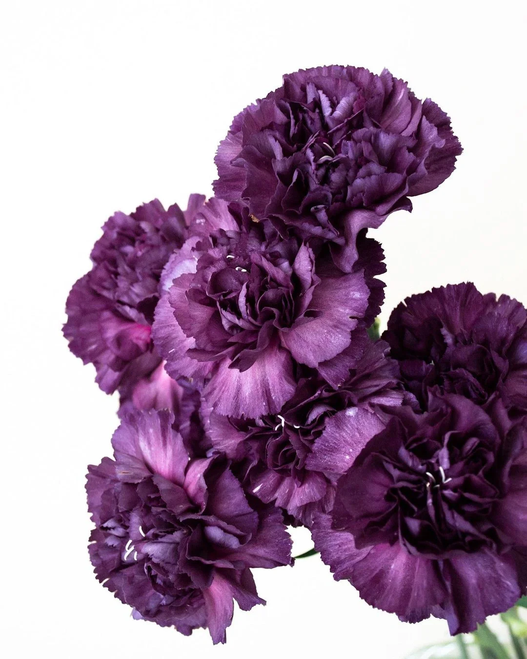 带你每天认识一种花材165｜月光系列康乃馨