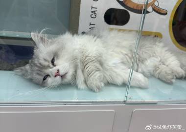 我的生活态度belike