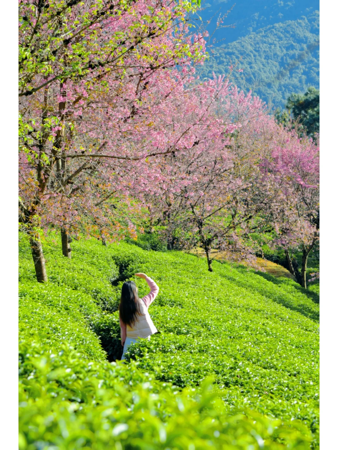 这里不是日本奈良🌸是12月的大理啊