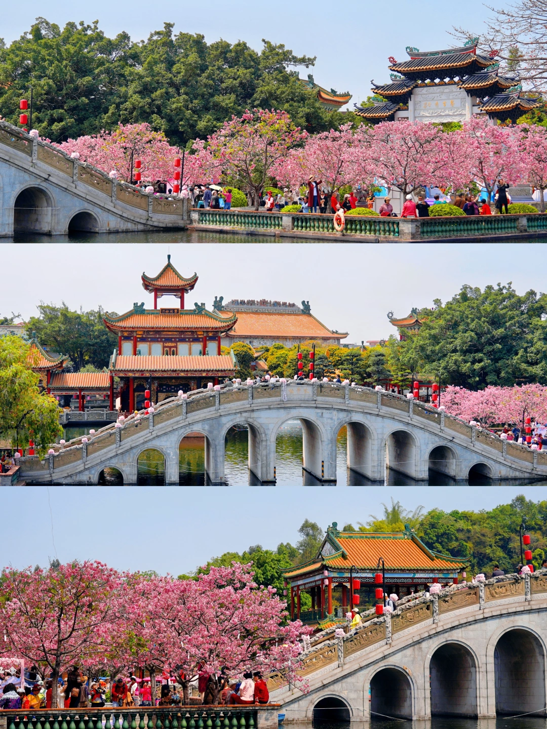 岭南烟雨遇上粉色浪漫🌸宝墨园的樱花开啦