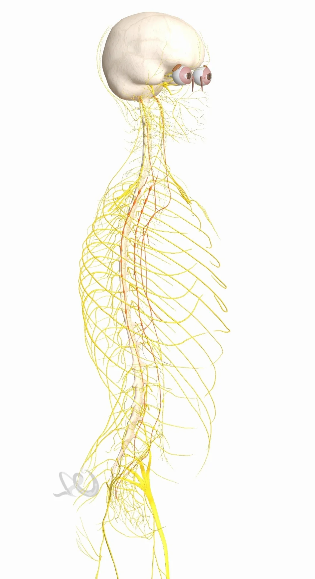 面对压力时的身体故障、崩溃、甚至晕厥，是一种生物的底层保护机制，但不见得有益于人