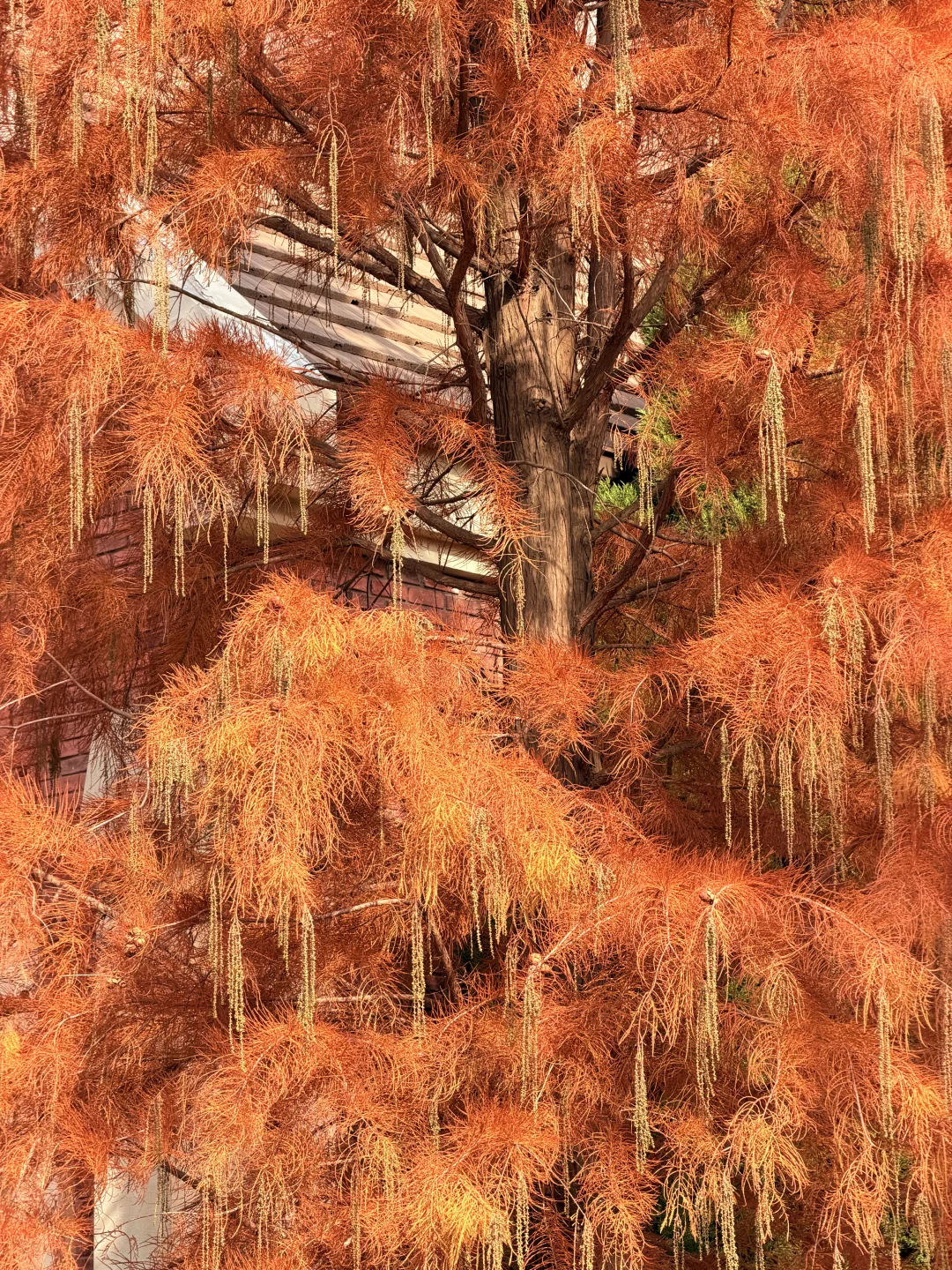 在烟台藏着好大一颗圣诞树毛衣书，太入季了