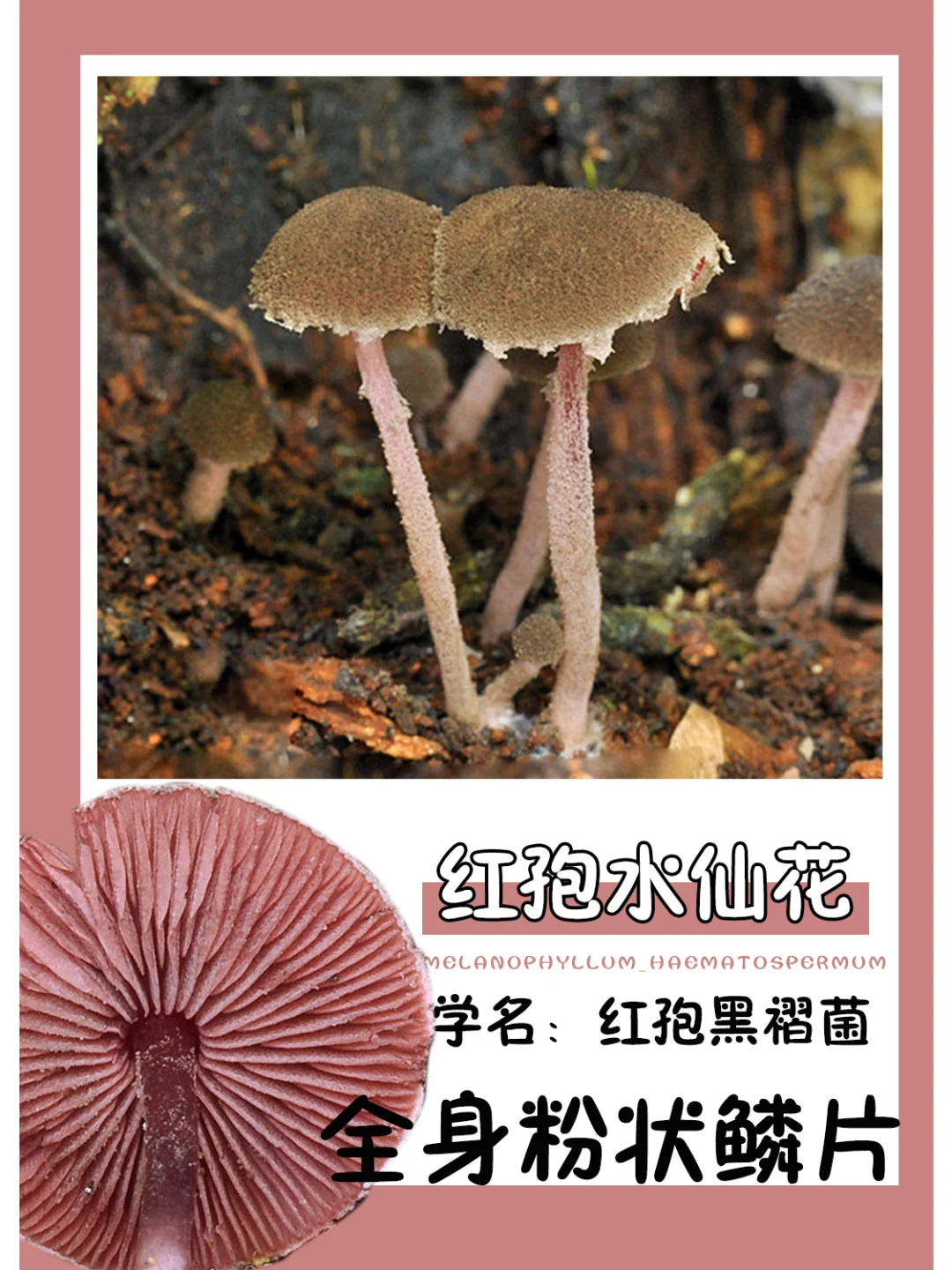 啥？这是水仙花?