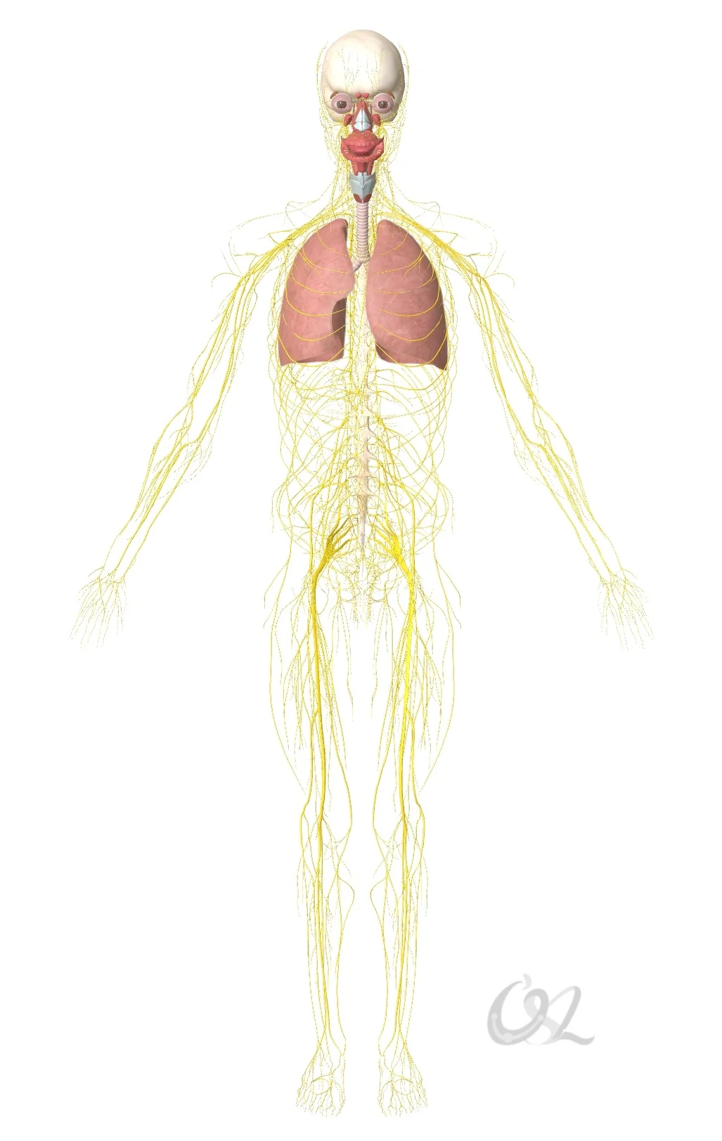 哮喘可能涉及多种不同因素的组合，包括过敏、免疫系统虚弱、焦虑、上胸椎结构失衡、自