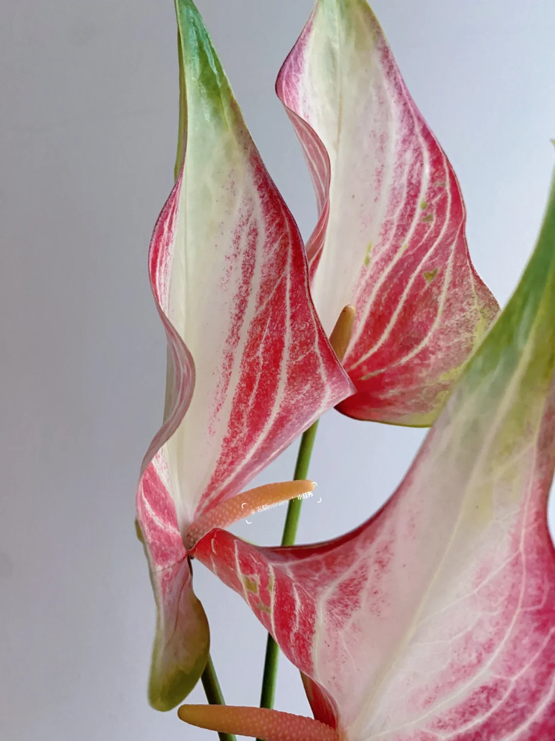 花材分享｜红配绿的扭扭花烛❤️🤍💚