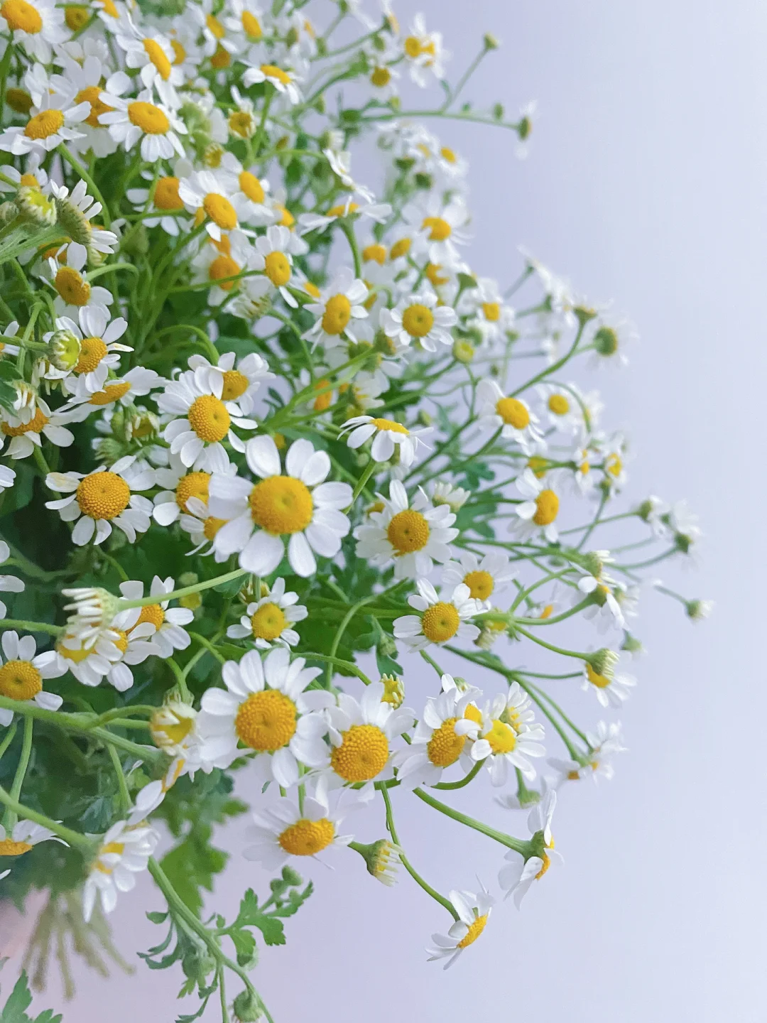 带你每天认识一种花材207｜洋甘菊