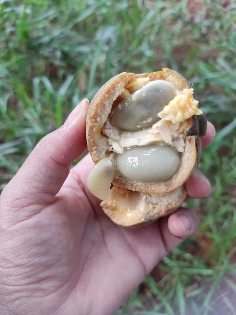 这是什么柿子，肉好少