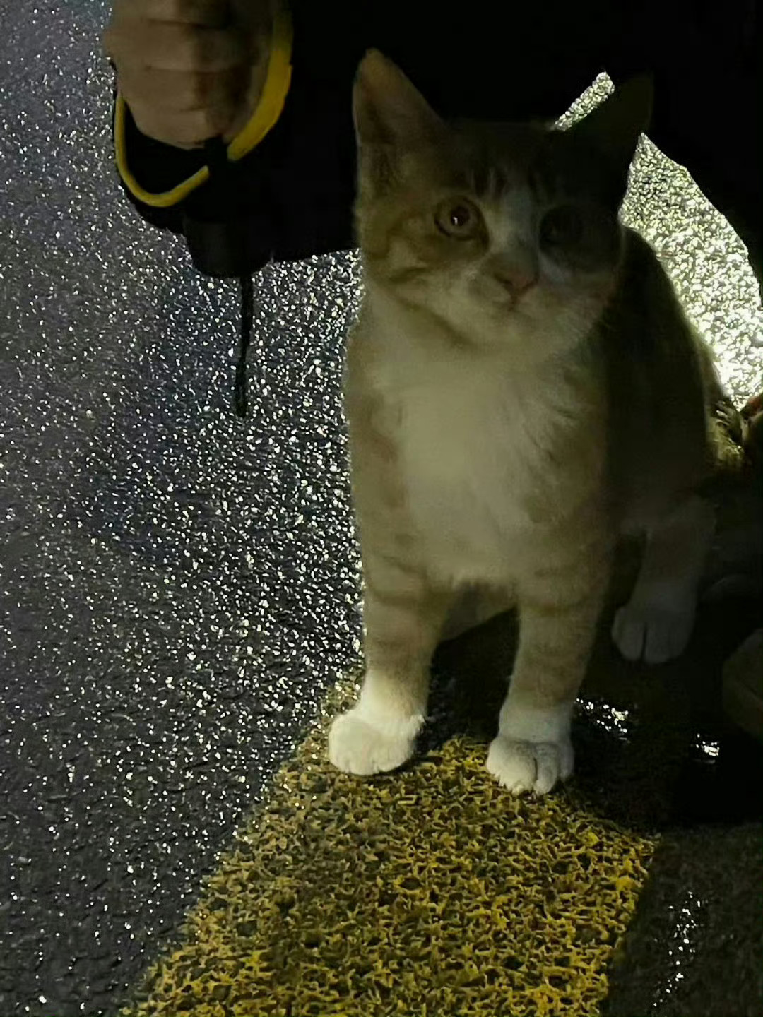 猫猫：“诶？这个人类的身边没有雨耶”金秋壁纸大放送 ​​​