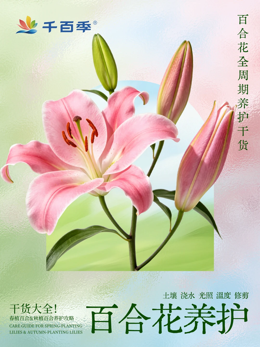 春植&秋植百合全周期养护｜从种球到开花