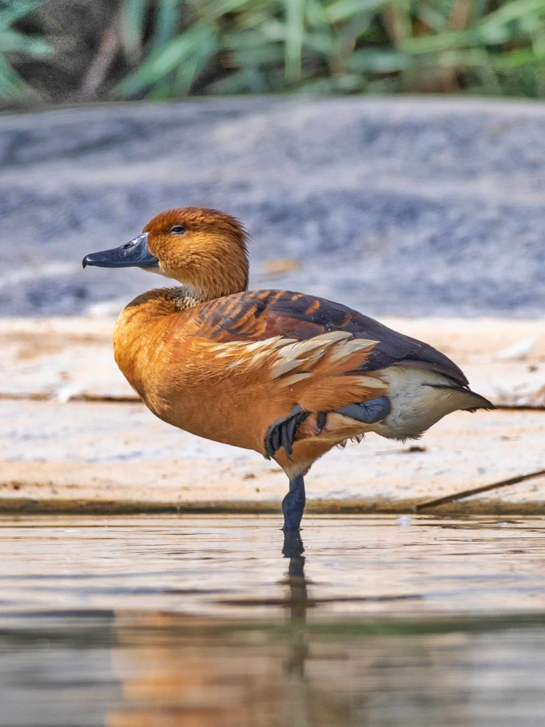 茶色树鸭，对世界的不屑一顾