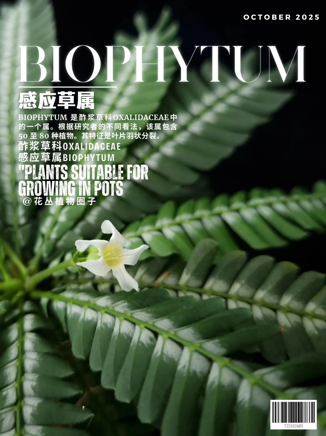 感应草属Biophytum