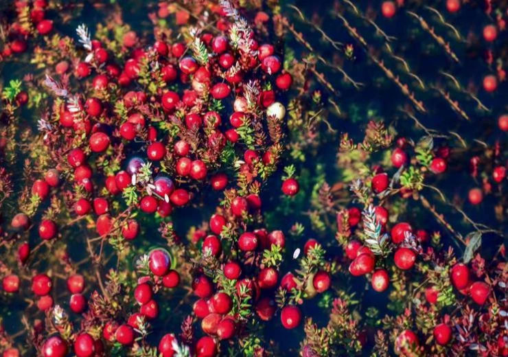 漂来的红地毯——蔓越莓生根中国东北的故事