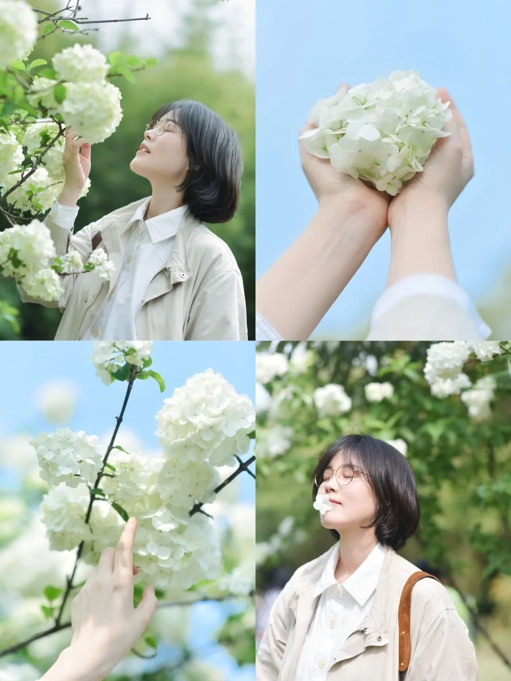 武汉拍照/樱花已落，木绣球的春天快来啦