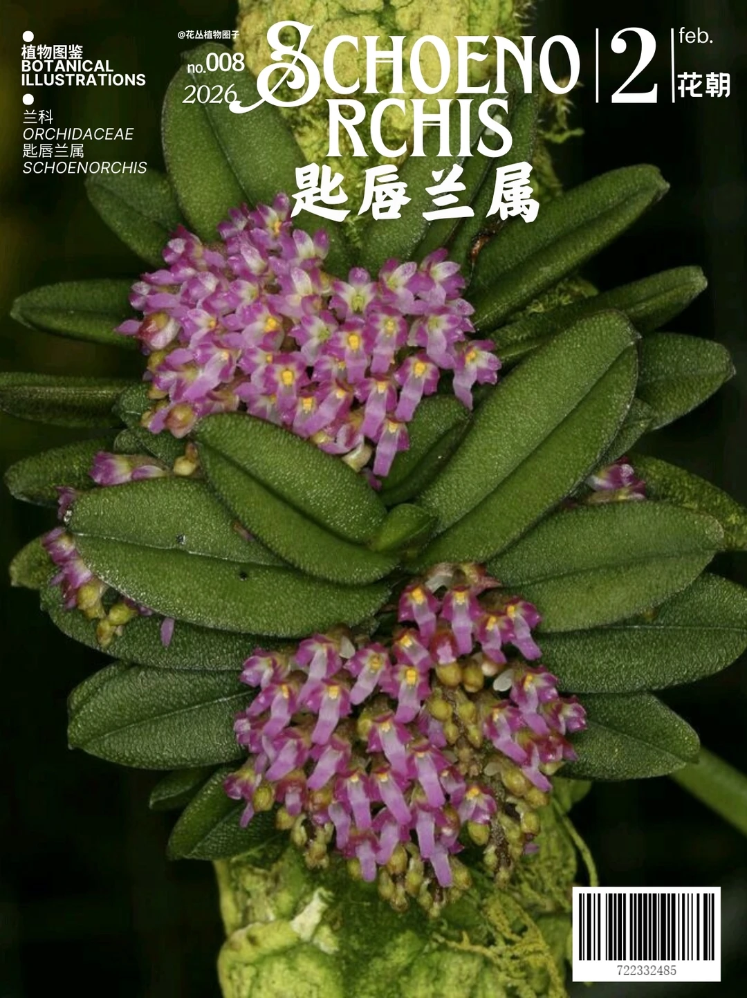 匙唇兰属Schoenorchis