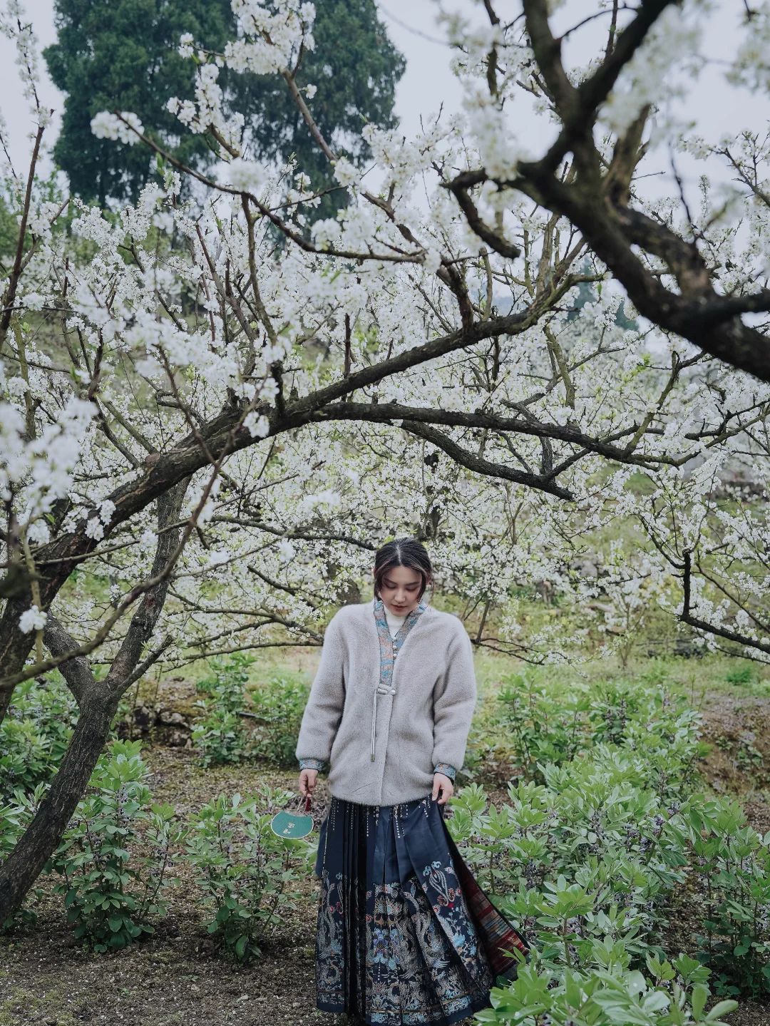 重庆主城1h｜北碚印盒李花雪海❄️ 美到失语