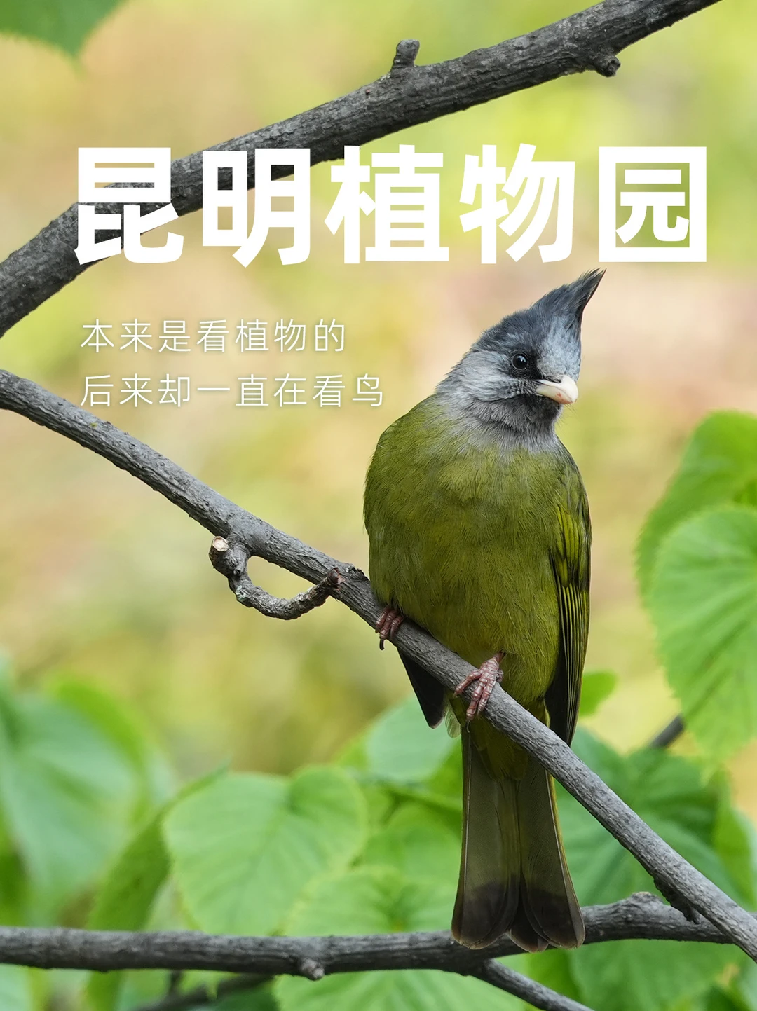 匆匆三小时，在昆明植物园遇见了什么