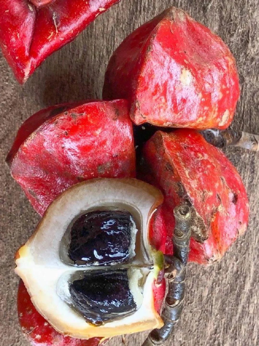 世界上最甜的水果 西非竹芋