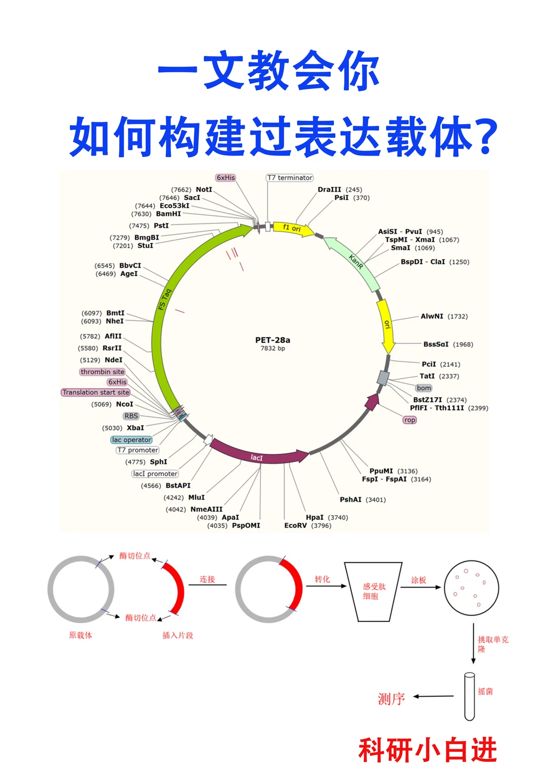🔥一文教会你如何构建过表达载体？｜强化篇