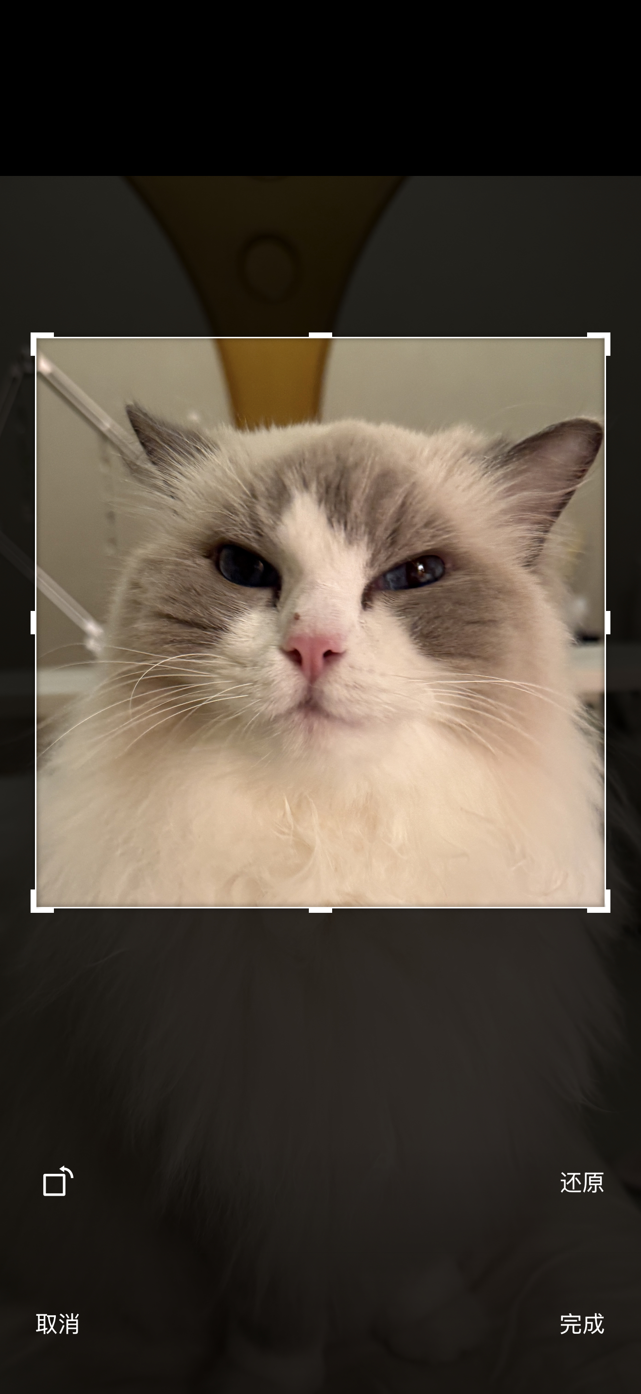 这个头像 看起来很猥琐贪财的样子。 ​​​