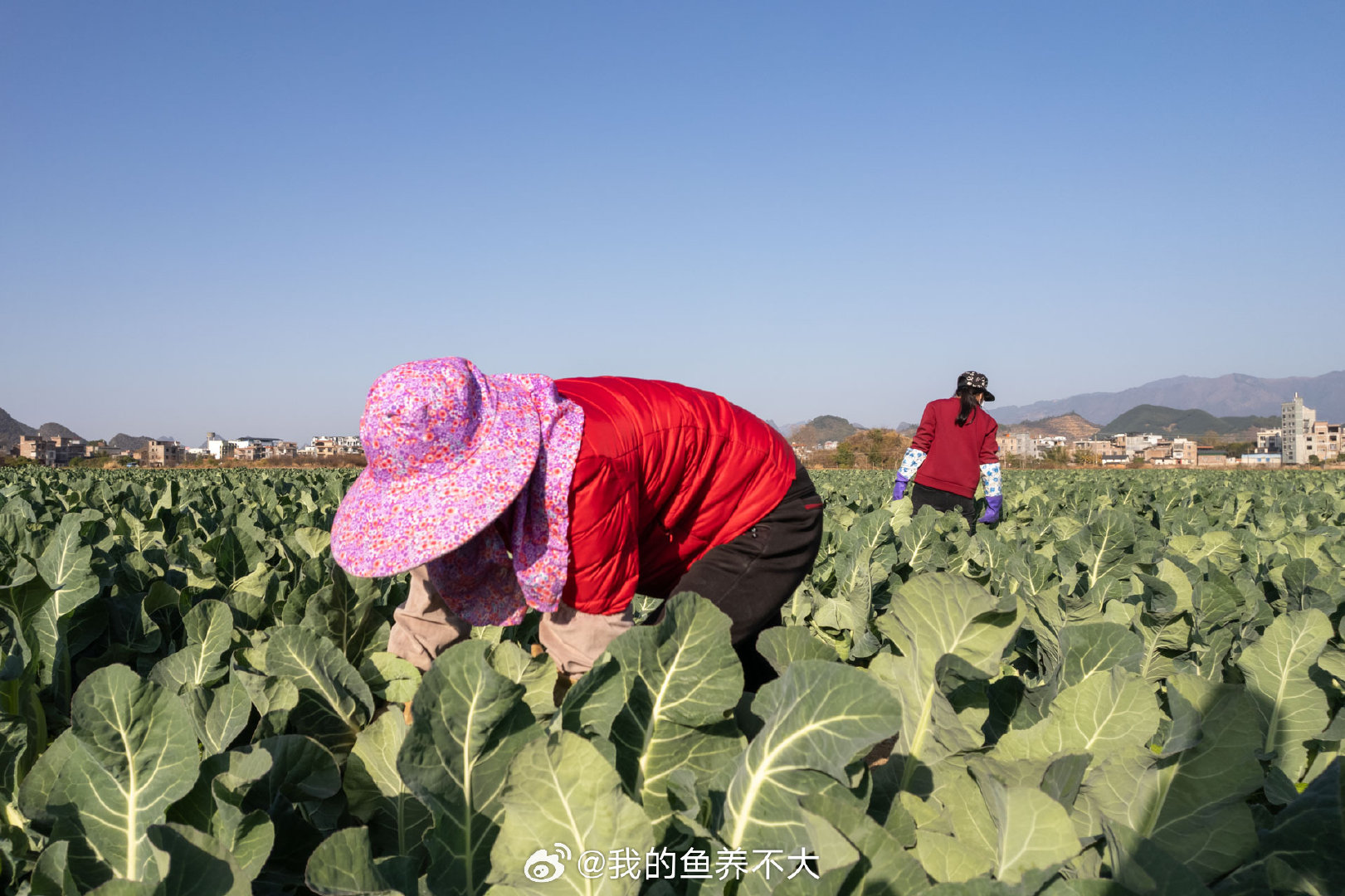 天很蓝，菜很绿，人一弯下腰，土地就有了具体的形状。#微博影像年##人间回响# ​