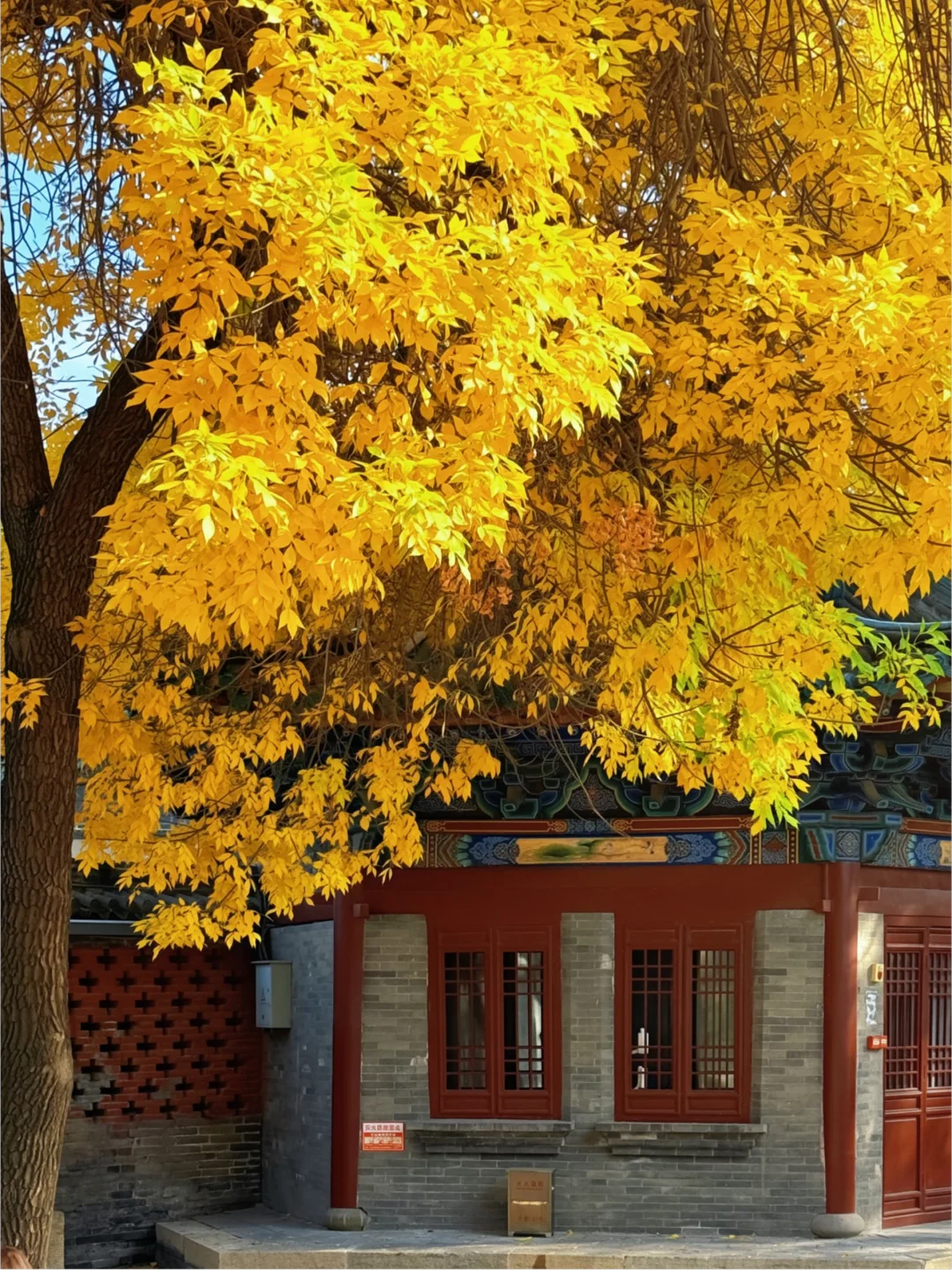 啊啊啊！不要错过太原的秋🍂