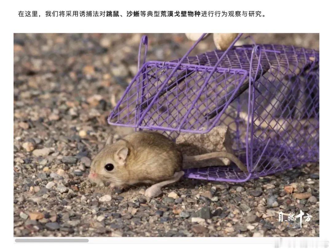 #野外研学别把惊扰野生动物当成科普体验#【中听评论：横穿祁连山捕捉国保鸟类遭质疑，保护优先，才是自然教育的第一课】#野外研学机构态度诚恳不等于问题清零#近日，一家名为“自然十方”的研学机构被曝在组织“横穿祁连山”的研学活动中钻取树芯，抓捕跳鼠、沙蜥及国家二级保护鸟类黑尾地鸦等野生动物 ​
