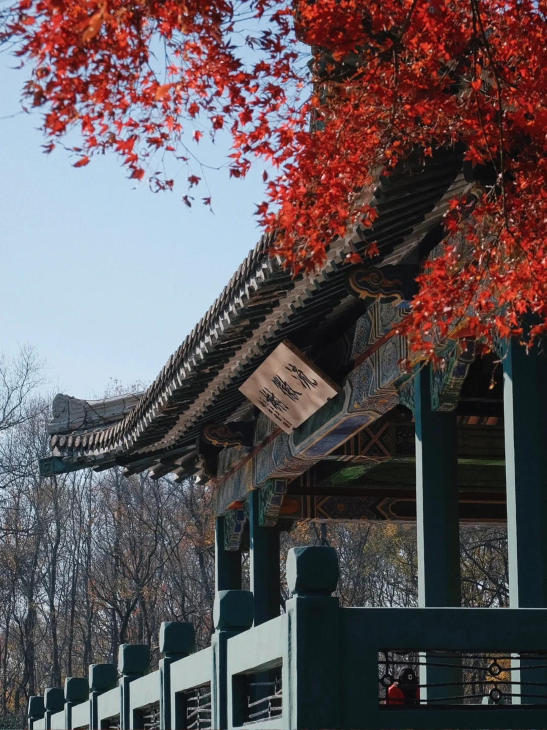 12月的南京🍁居然还有人没爬过紫金山东线？！