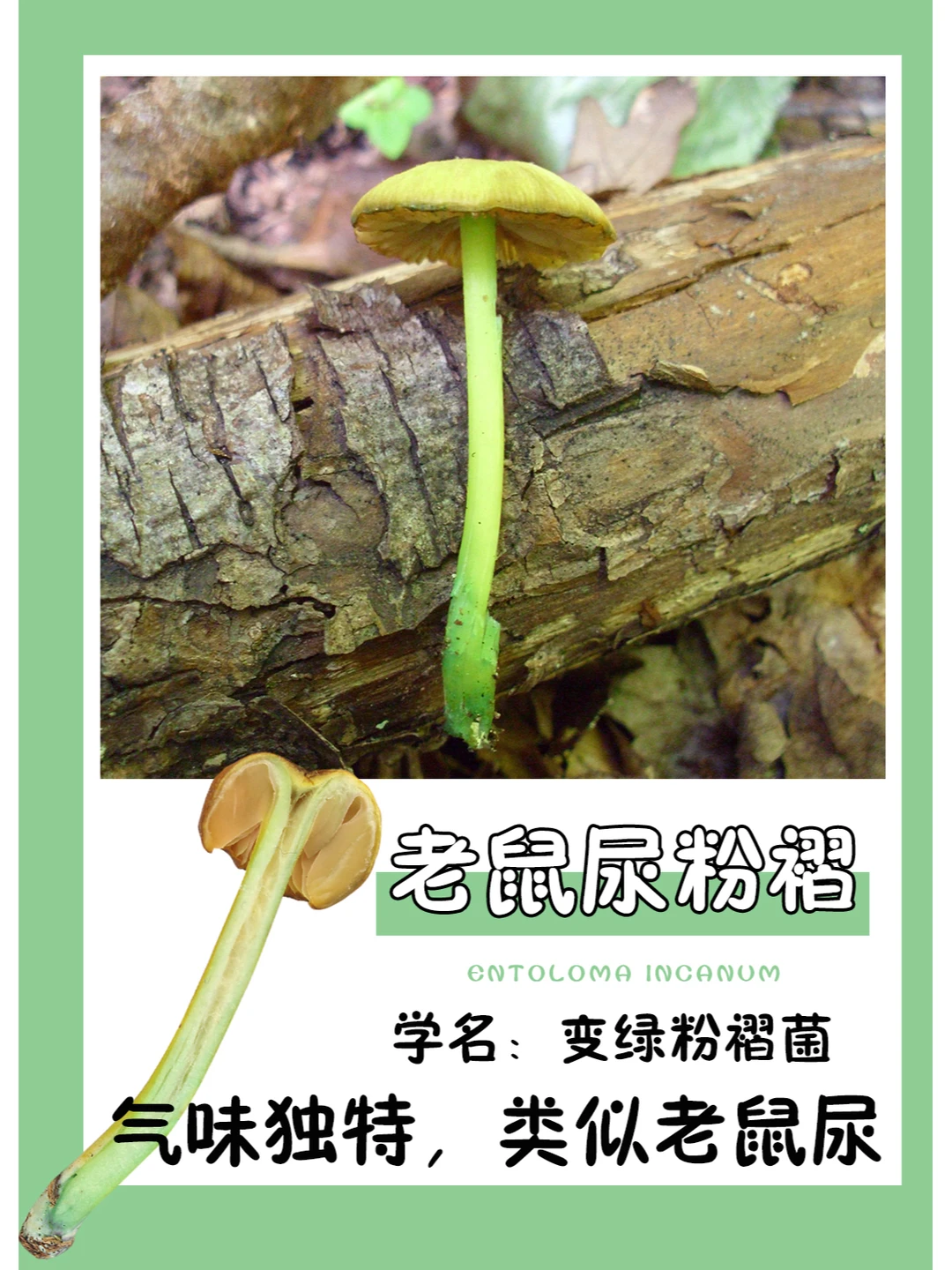 老鼠尿粉褶，看名字就知道有多臭了~