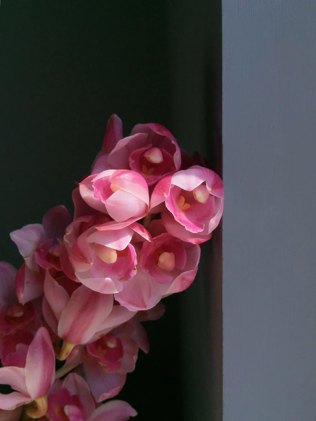 带你每天认识一种鲜花11｜大花惠兰